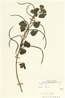 藏品(決明)的圖片